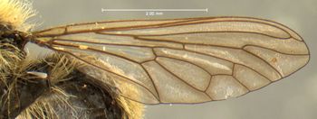 Media type: image;   Entomology 13482 Aspect: wing